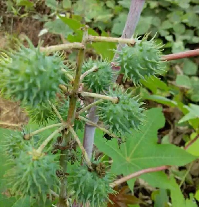 MG短钉足球鞋，场地适应性与性能解析