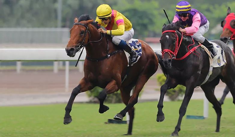 香港马会资料大全，全面解析香港赛马的魅力与细节